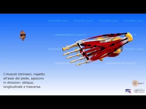 Ginnastica con osteoartrosi del giunto maxillo-facciale Farmaci per il trattamento dellosteoartrosi dellarticolazione del polso