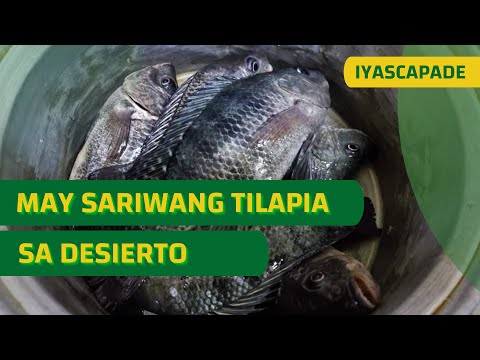 Tilapia Farm in Unaizah