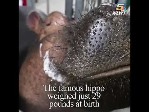 Fiona officially weighs 1,000 pounds