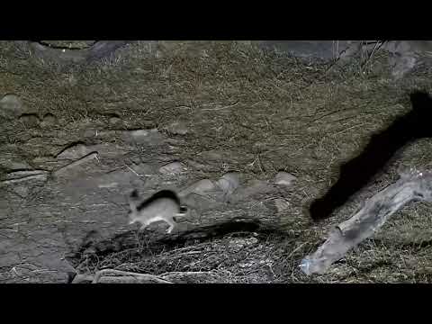 Djuma: Scrub Hare at old pan - 02:01 - 09/23/21