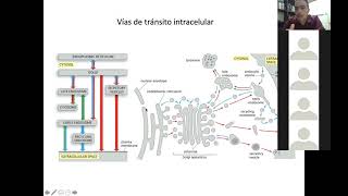 Transporte vesicular