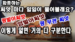 씨앗 파종법. 광발아종자,암발아종자,광 무관 종자 이렇게 알면 씨앗 거진다 구분한다(호광성 종자, 혐광성 종…