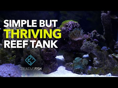 Simple Reef Tank Setup Thriving With AI Prime LED Light