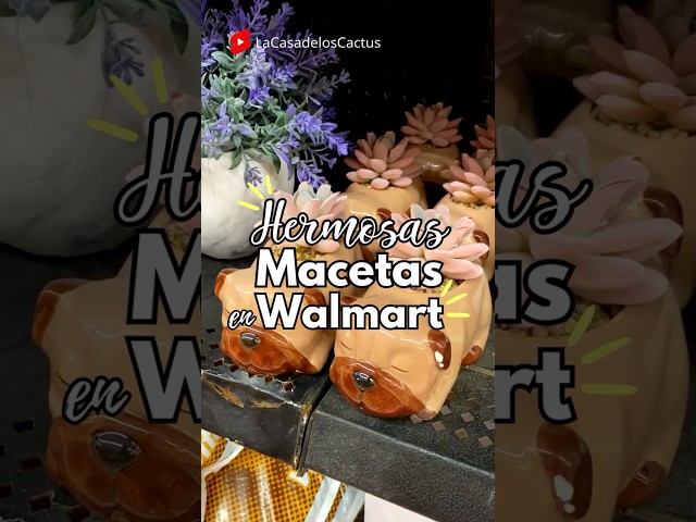 Vídeo relacionado con Classic Home & Garden Maceta clásica para el hogar y el jardín, Luces del Norte, Shaina de 15 Pulgadas