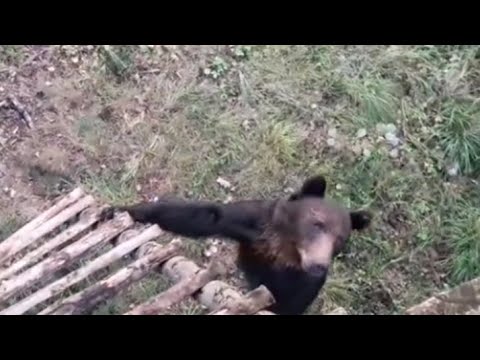 Medvjed Napao lovca na čeki.