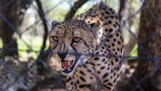 HIGHLY ENDANGERED KING CHEETAH