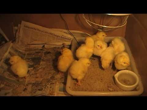 , title : 'Faverolles kyllinger 4 dage - 4 days old chicks'