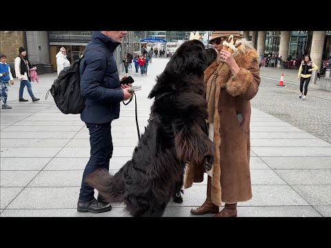🇬🇧 CUTE NEWFOUNDLAND DOGS EATING ICE CREAM NEAR TOWER OF LONDON, 4K60FPS