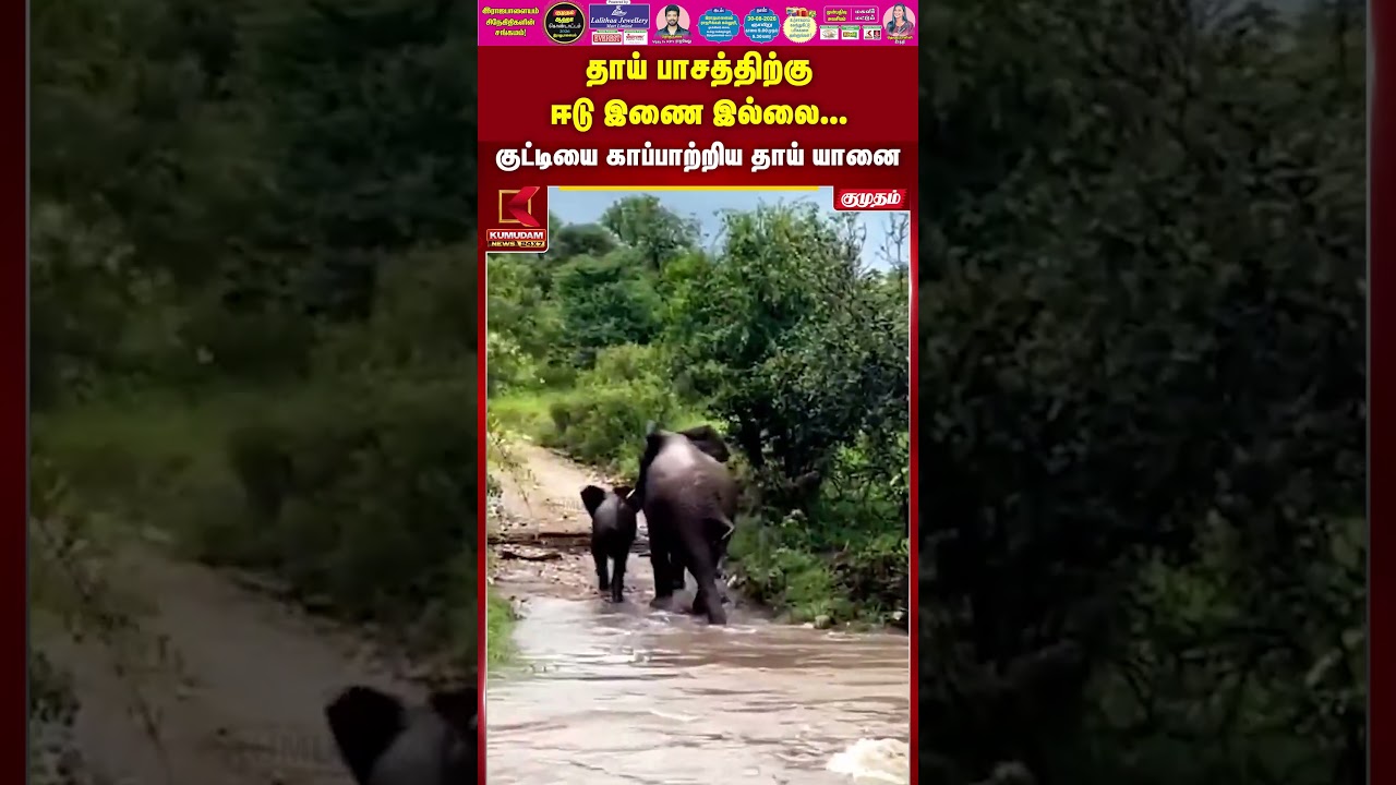 தாய் பாசத்திற்கு ஈடு இணை இல்லை. குட்டியை காப்பாற்றிய தாய் யானை | NepalFlood | Elephant |Kumudam News