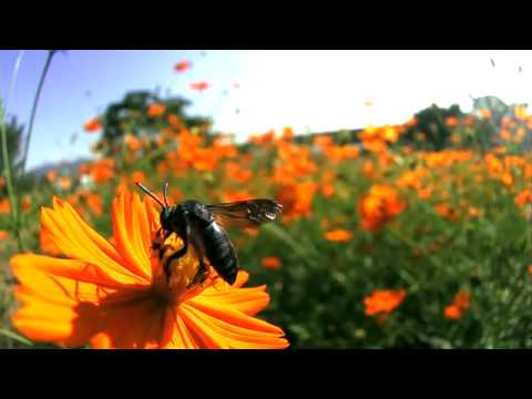 ルリモンハナバチの飛翔（高速度動画）
