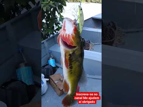 Pescando tucunaré no lago de Anamã Amazonas... #pesca #peixesamazonicos #youtube .