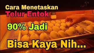 Download lagu The Right Way to Hatch Muscovy Duck Eggs || 90 Percent Success Rate!!! mp3