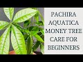 How to Care For Pachira Aquatica Plant Money Tree? Pachira Aquatica Plant Care Money Tree Care