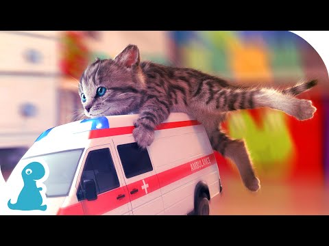 HAPPY KITTEN ON AN ADVENTUROUS JOURNEY - PET CARE - YouTube