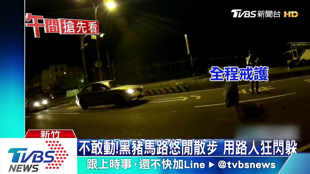 傻眼!黑豬清早逛大街 警出動圍捕忙翻天