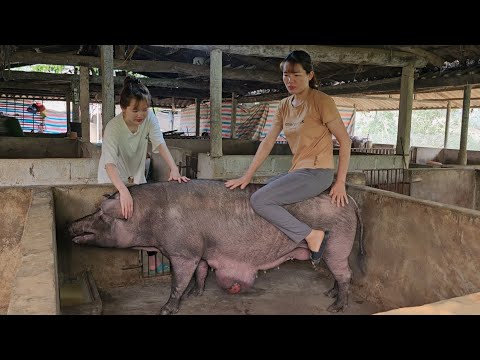 , title : 'Caring for pigs, An incurable disease happened to my sow.  (Episode 153).'