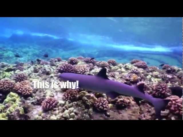 Molokini Snorkeling, Maui