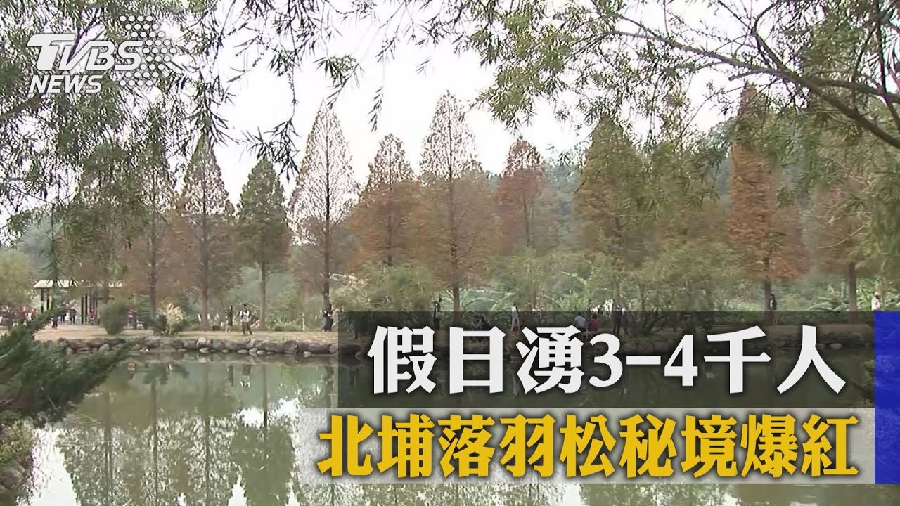 北埔落羽松秘境爆紅　假日湧3、4000人