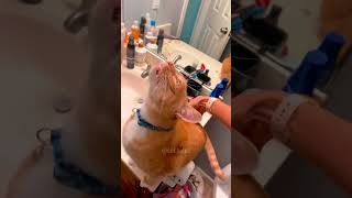 Download lagu Part 43 #funny #cat#ShortsChallenge mp3 Download lagu Part 43 #funny #cat#ShortsChallenge mp3