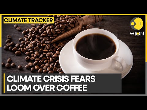 Drastic weather change affects the quality and production of coffee | WION Climate Tracker