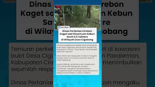 DINAS PERTANIAN KAGET! Kebun Sawit 6,5 Hektare Ditemukan di Desa Cigobang Cirebon, Tahu dari SE KDM