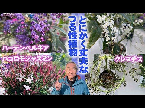ツタの植物 植物