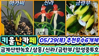 05/29(목) 추천우수 6개체 [1.금계산반녹호 2.삼홍 3.신 라 4.금란부 5.압성중투호 6.산출서호반]