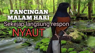 Download lagu SUARA PANCINGAN MURAI BATU biar Emosi lawan  NYAUT BUNYI GACOR BONGKAR ISIAN | TERAPI MURAI BATU  mp3 Download lagu SUARA PANCINGAN MURAI BATU biar Emosi lawan  NYAUT BUNYI GACOR BONGKAR ISIAN | TERAPI MURAI BATU  mp3