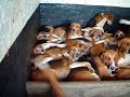 Foxhound Inglés - Old English Foxhounds on their bed