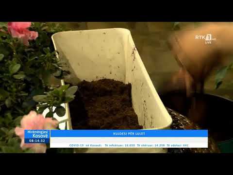 Programi i Mengjesit - KUJDESI NDAJ LULEVE  10.10.2020