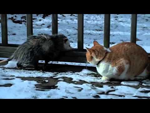 Opossum and Cat Fight