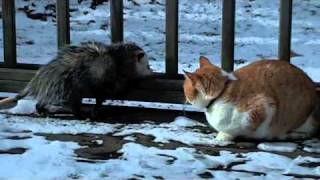 Opossum and Cat fight Video