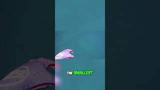 Surviving a Close Encounter with the Deadly Irukandji Jellyfish