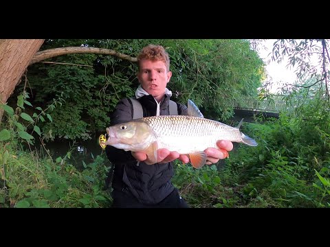 Topwater Chub (river fishing uk)