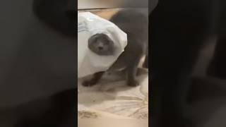 Funny cats 🐈 #cat #cutecat #funnycats #funnyvideo #foryou