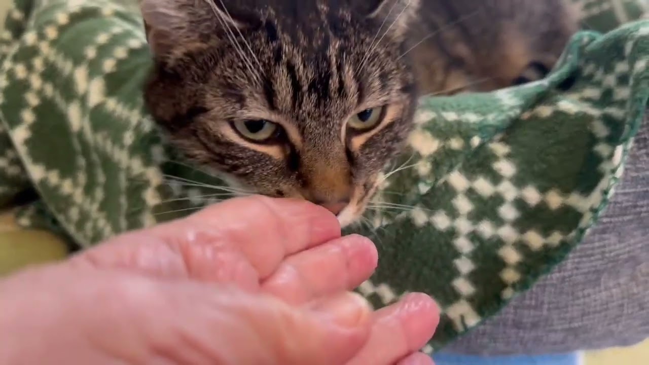 Enlarge BO, a Adoptable Domestic Short Hair in Sequim, WA video 6/6