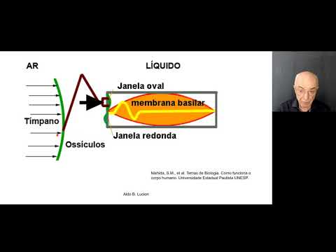 Audição aula 1 Transdução do estímulo