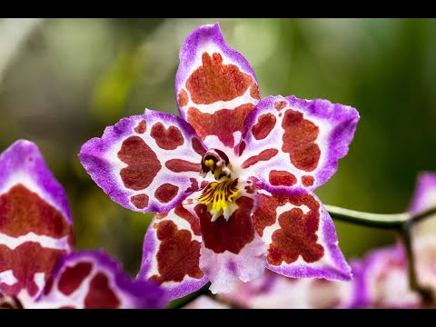 Grow Beautiful Oncidium Orchids at Home | Complete Care & Propagation
