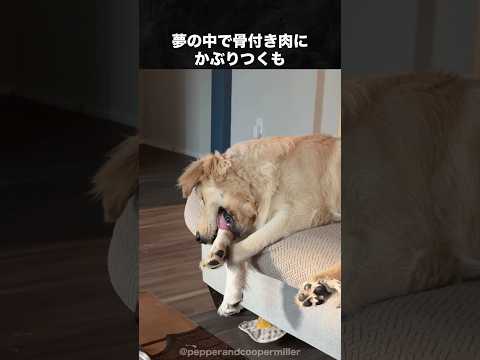 色んな犬種の面白シーン集 #ゴールデンレトリバー #シェパード #コーギー