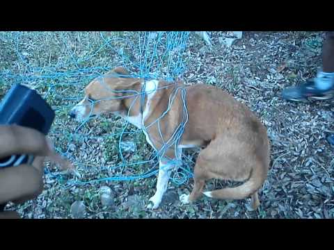 cachorro enganchado em rede no campo de futebol do povoado Marmelada.