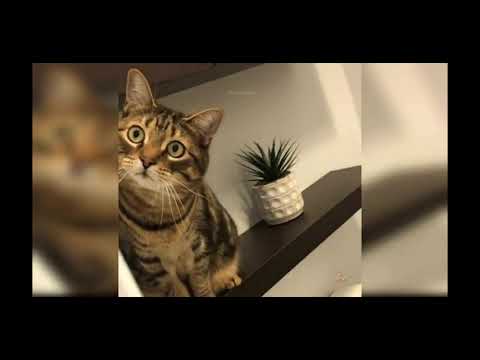 Dogs and cats funny complications