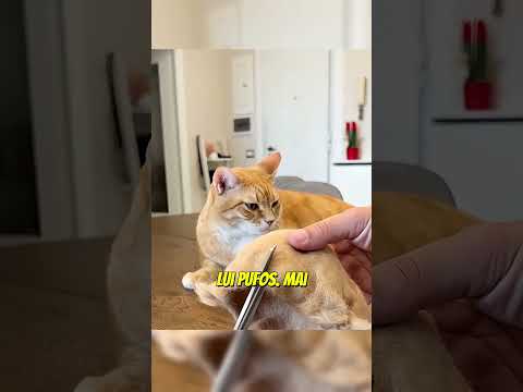 Ura curățarea blănii de pisică!  🐱 😴