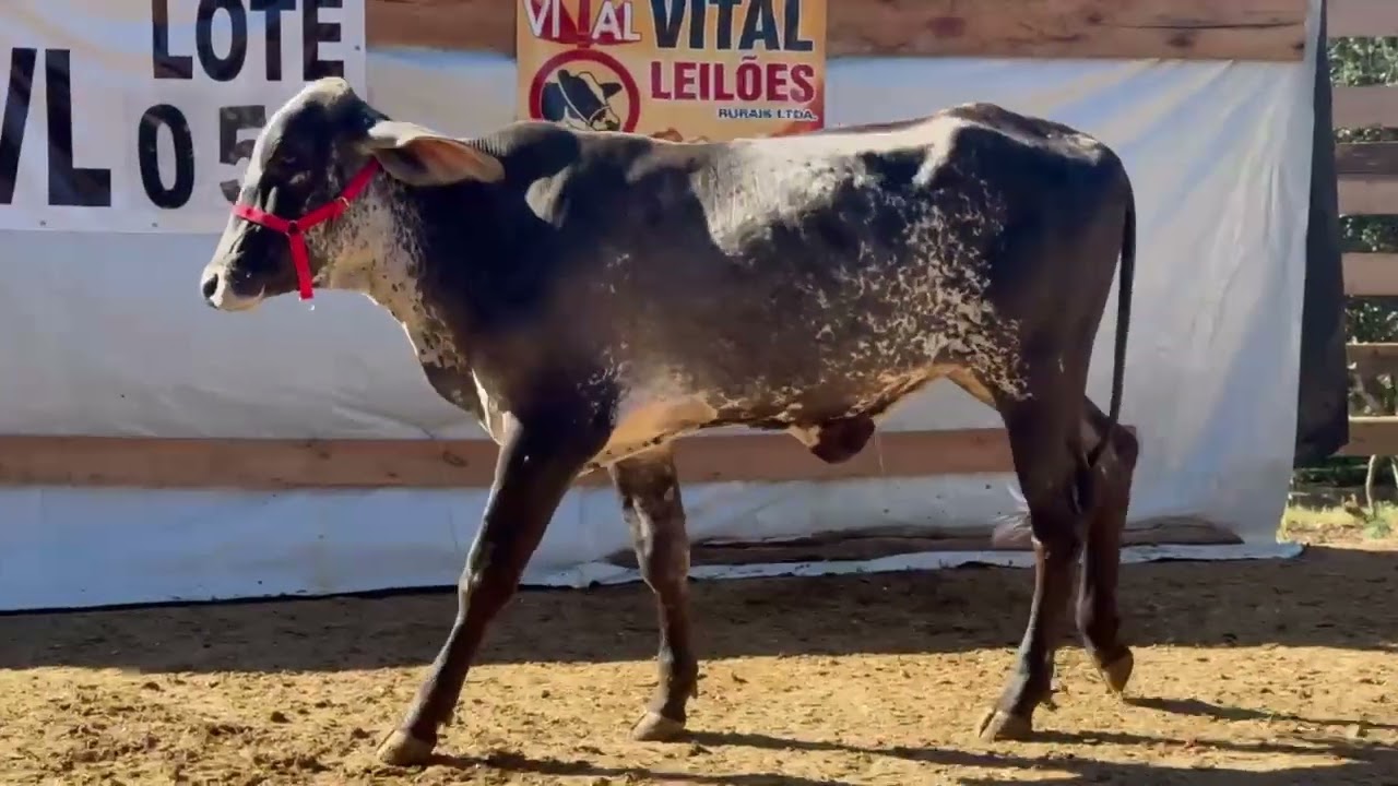 LOTE 50 - 01 NOVILHA (JADE) 1/2 SANGUE; BR:113; PROD. DE INS;