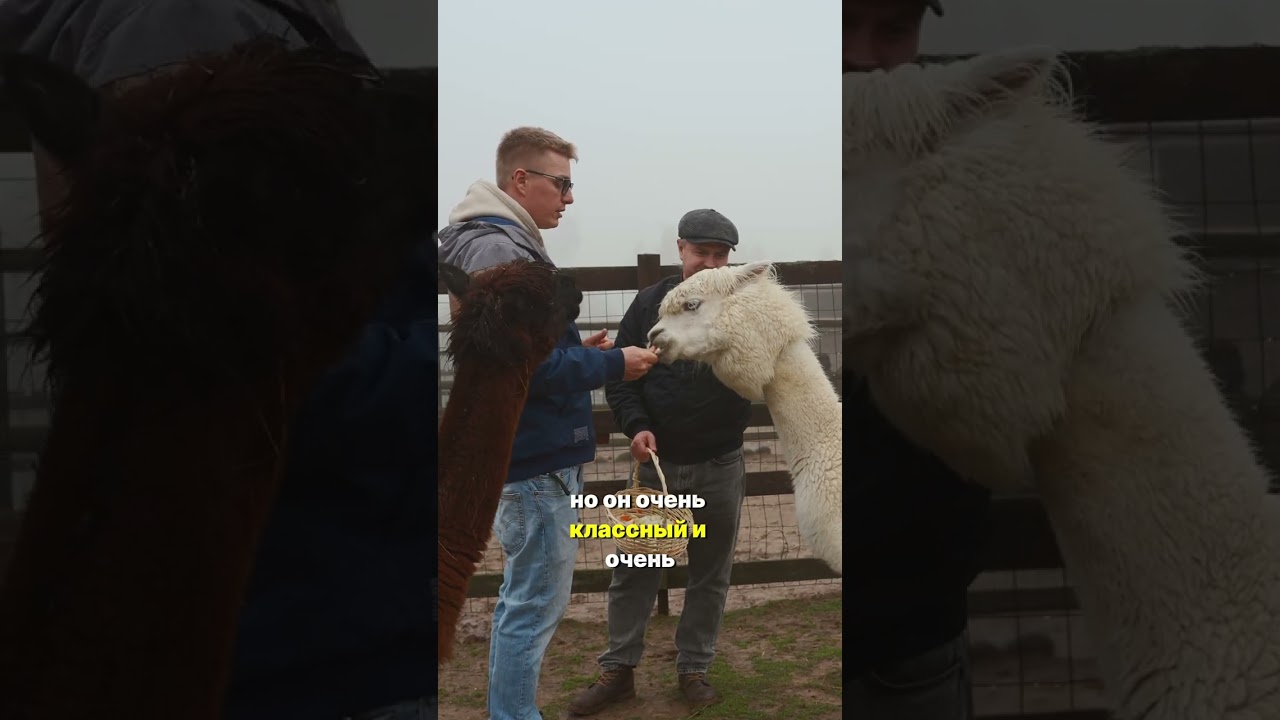 Альпаки-альбиносы: красота в белом цвета! 🦙✨Мы В Деле!