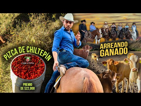 Arreamos GANADO mientras encontramos al MEJOR PIZCADOR de Chiltepín en Baviácora, Sonora 🤠🐄