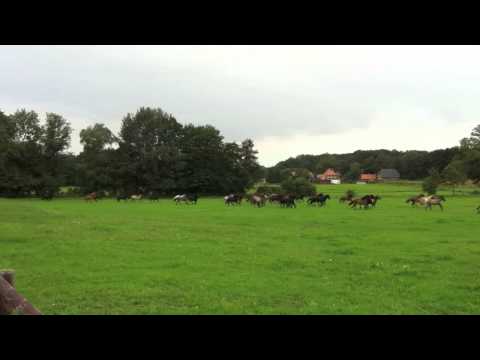 Kronshof - Weidenumtrieb der Hengste - 08/2011