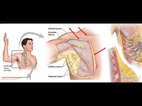 Pectoral region fascia