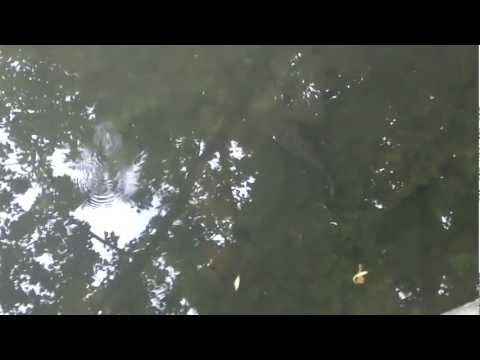 Warszawa Agrykola-żółwie wodne