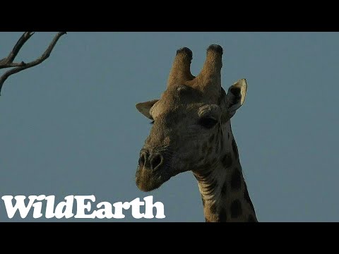 The Ever-watchful Eye