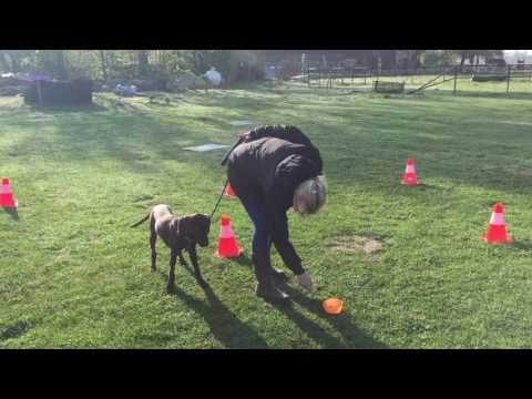 Hondenschool Kersten -  Basis Cursus